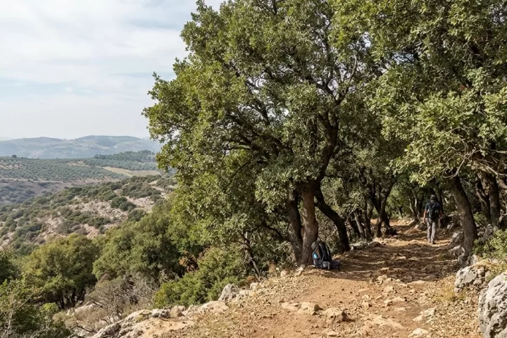 הר מירון