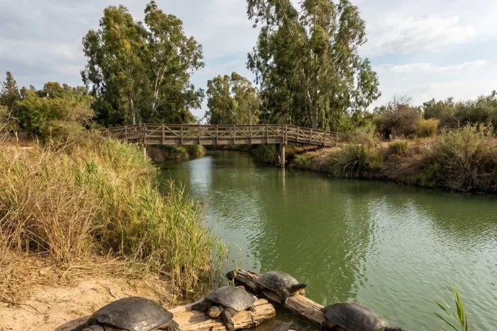 נחל אלכסנדר וגשר הצבים